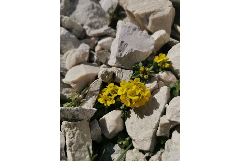 Alyssum wulfenianum -8033