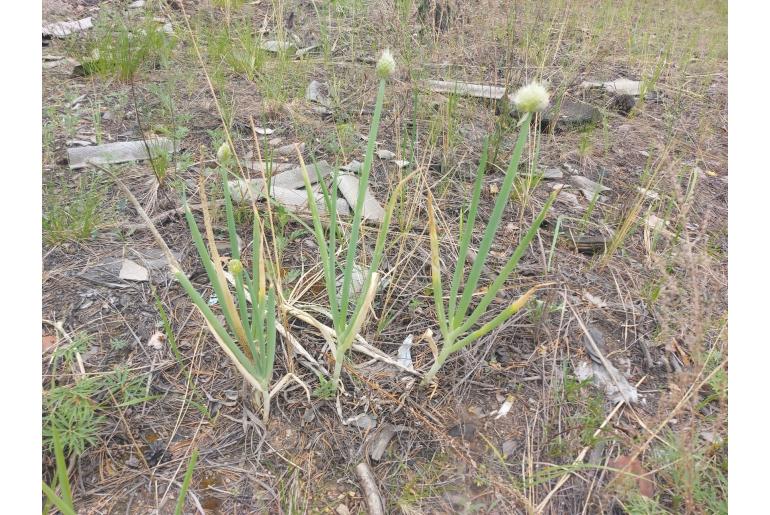 Allium fistulosum -8036