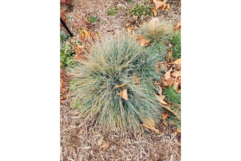 Festuca glauca -8039