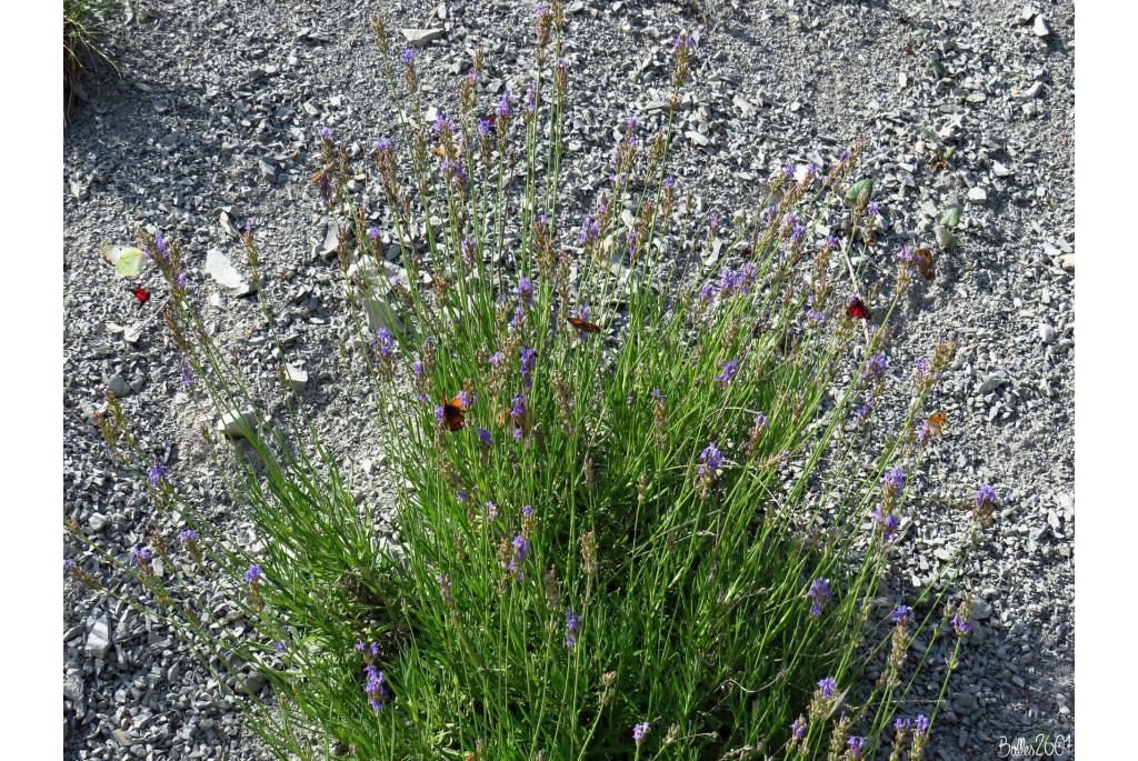 Echte lavendel