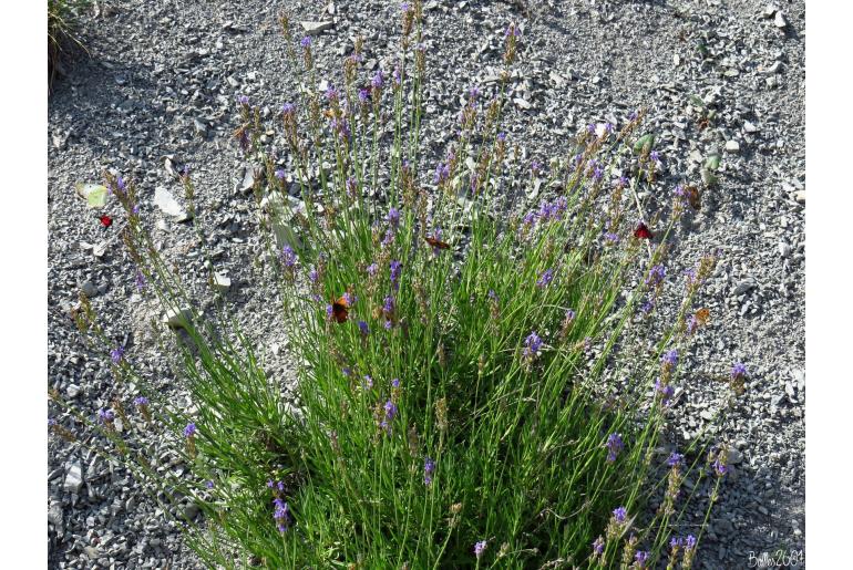 Lavandula angustifolia -8078