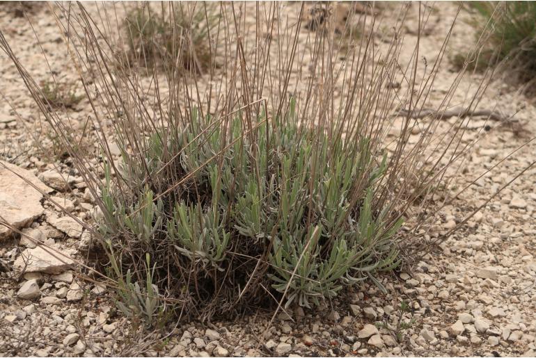 Lavandula latifolia -8079