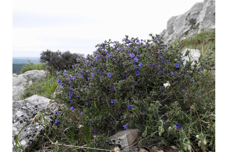 Lithodora fruticosa -8080