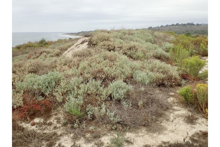 Atriplex lindleyi -8084