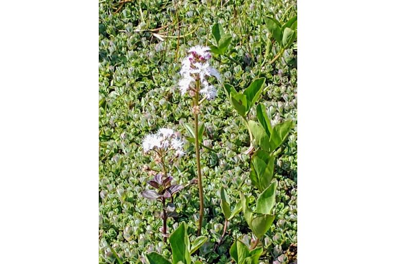 Menyanthes trifoliata -8093