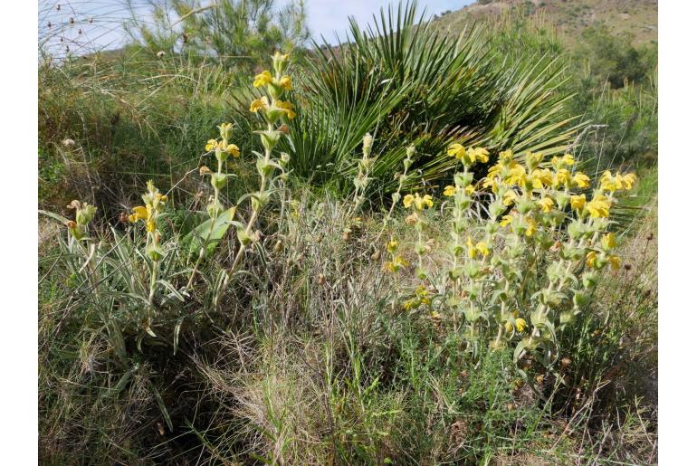 Phlomis lychnitis -8095