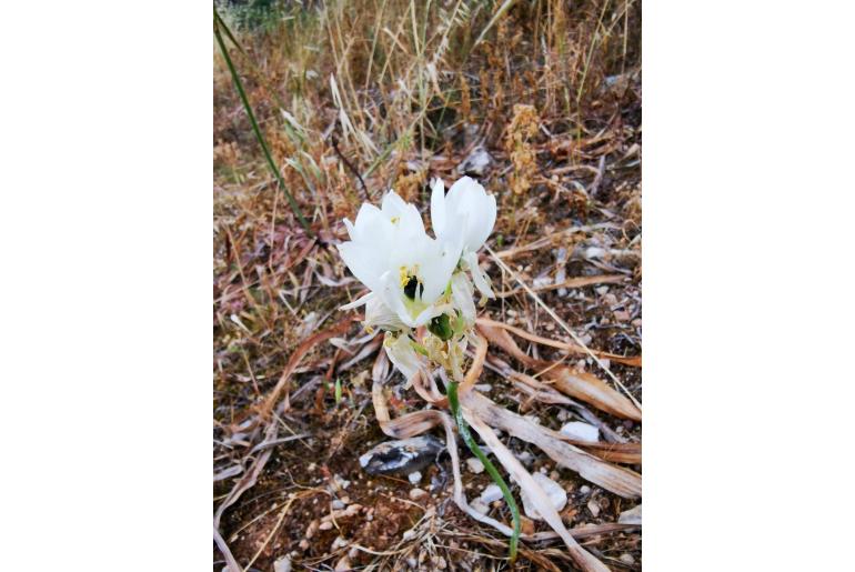 Ornithogalum arabicum -8100