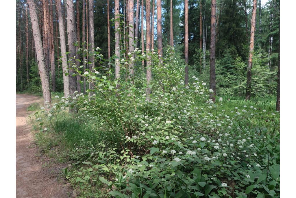 Schneeballblättrige Blasenspiere