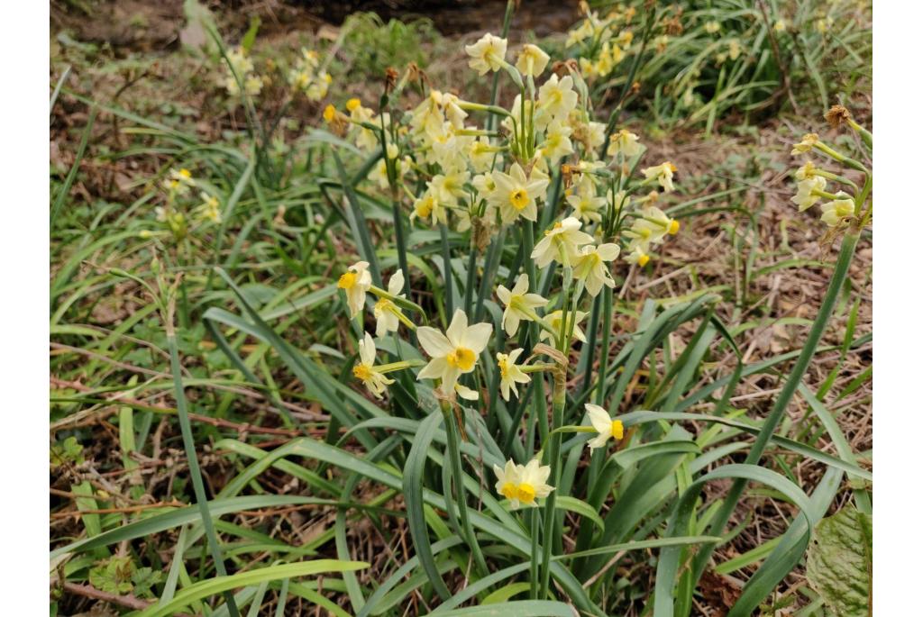 Tazetta narcis