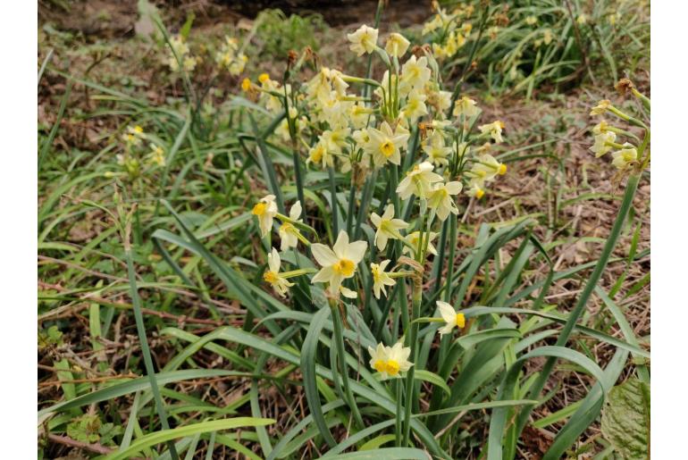 Narcissus tazetta ssp italicus -8111