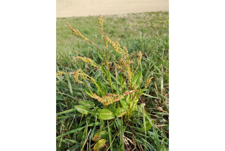 Rumex acetosa -8131