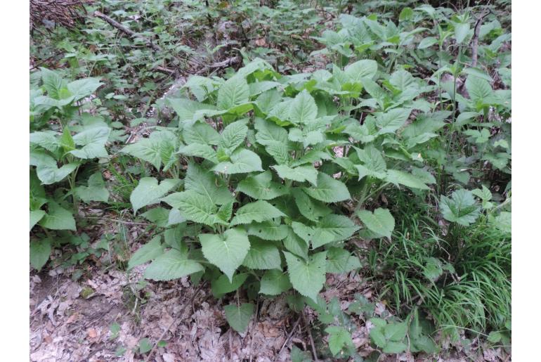 Salvia glutinosa -8142