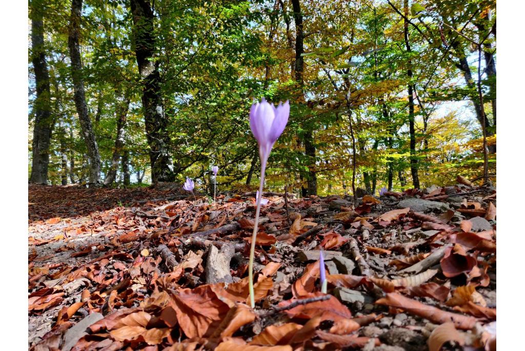 Herfstkrokus