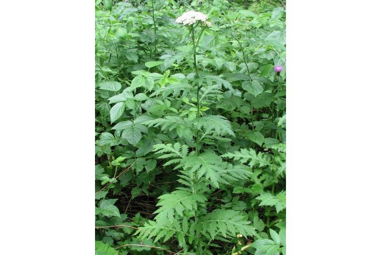 Tanacetum macrophyllum -8161