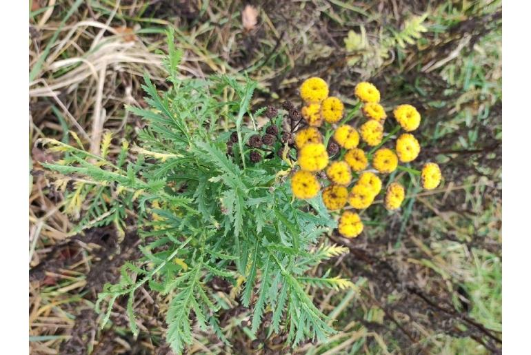 Tanacetum vulgare -8170