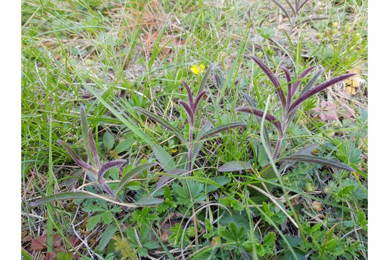 Veronica spicata -8177