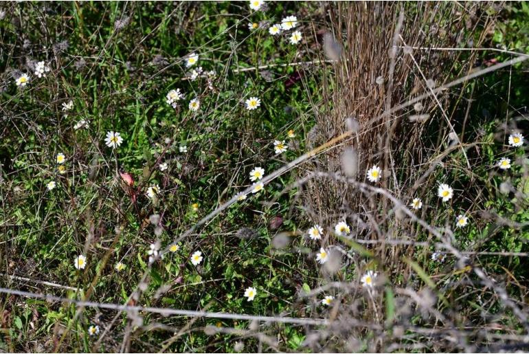 Tanacetum parthenium -8182