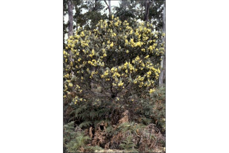 Acacia pataczekii -8184