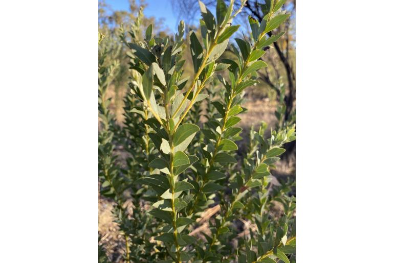 Acacia semilunata -8190