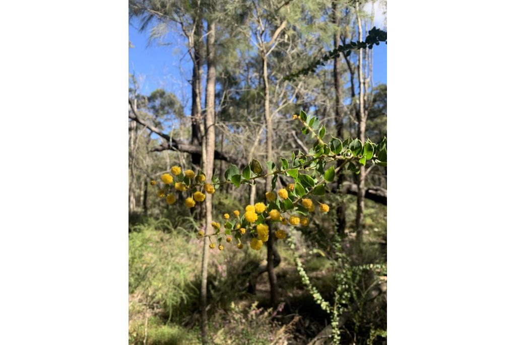 Acacia met gekruld blad