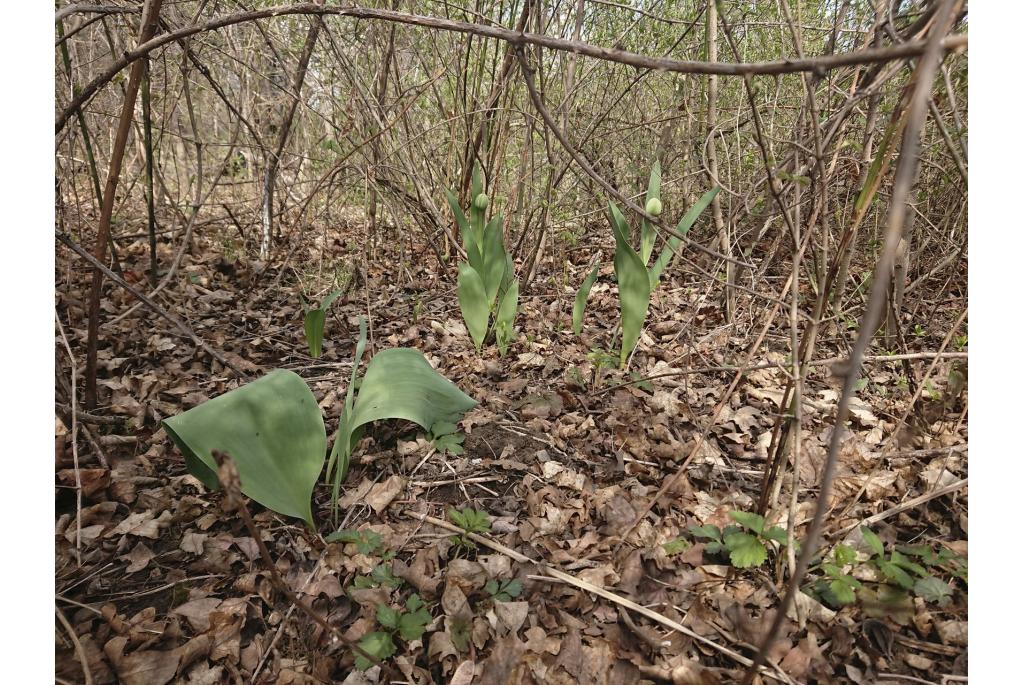 Gesner's tulp