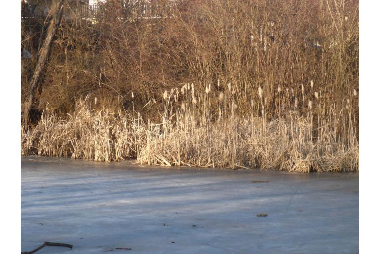 Typha latifolia -8199