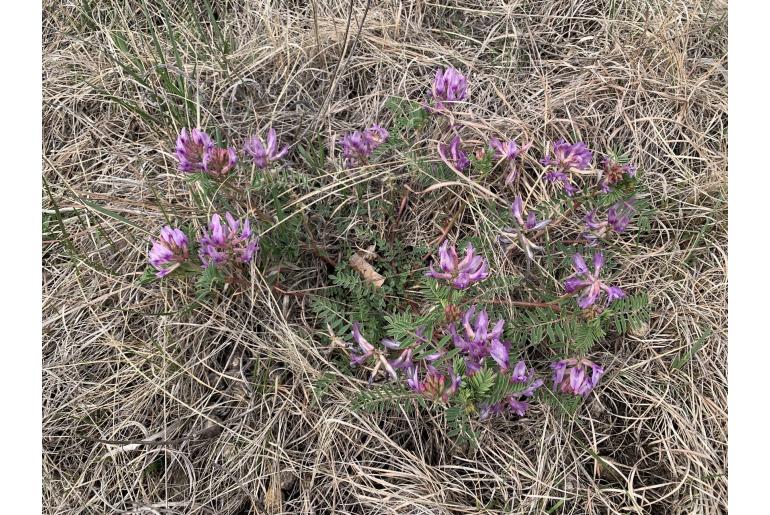 Astragalus crassicarpus -8204