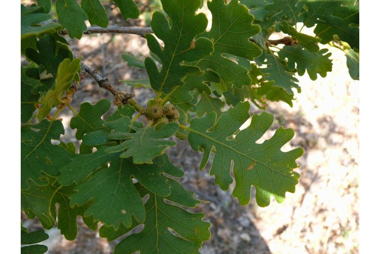 Quercus vulcanica -8216