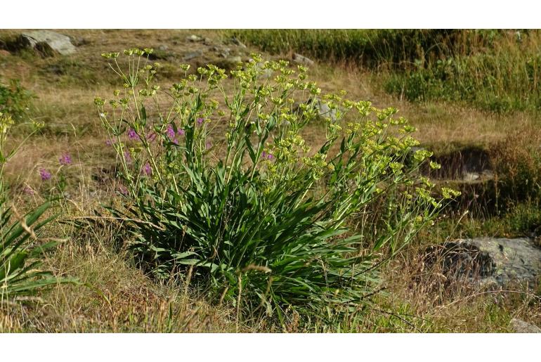 Bupleurum stellatum -8223