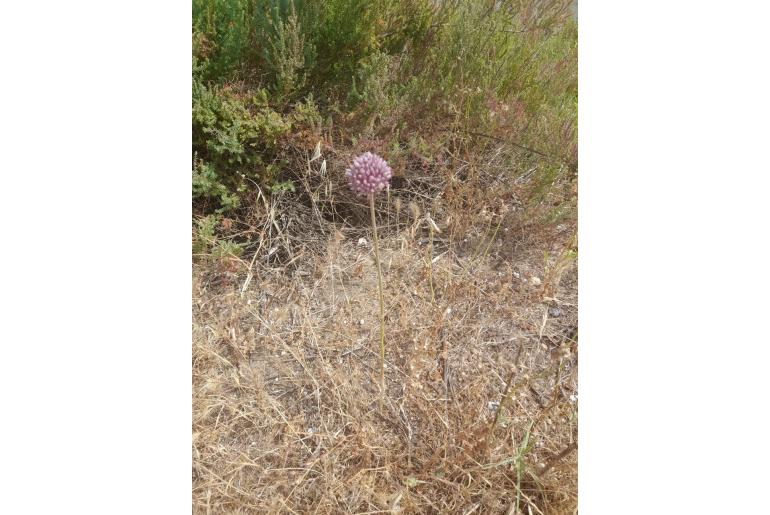 Allium ampeloprasum -8226