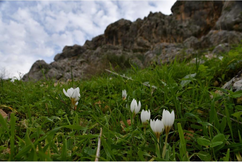 Winterkrokus