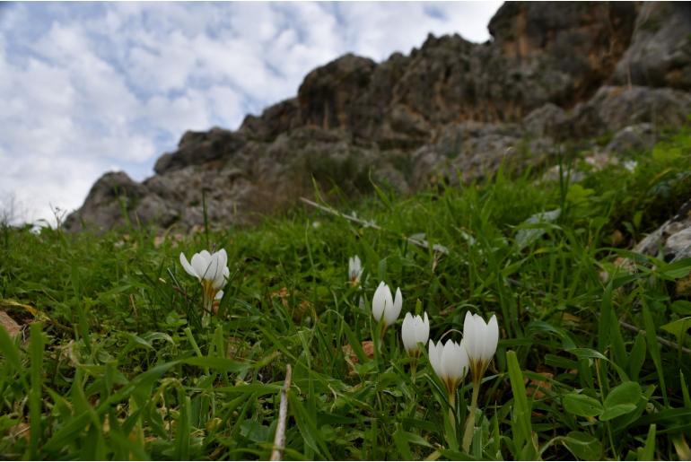 Crocus hyemalis -8230