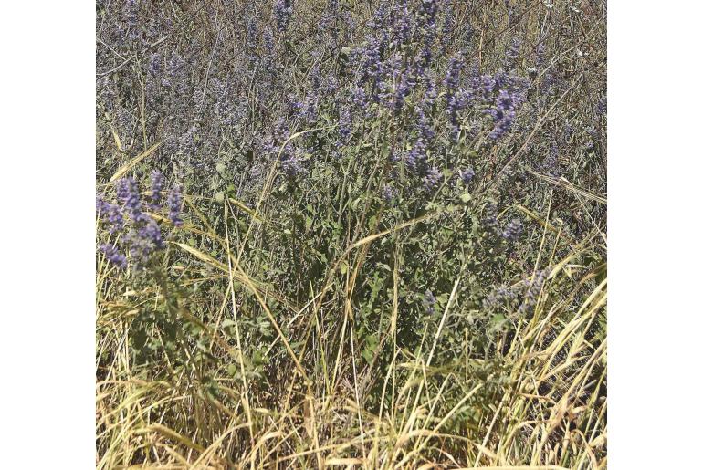 Nepeta curviflora -8237