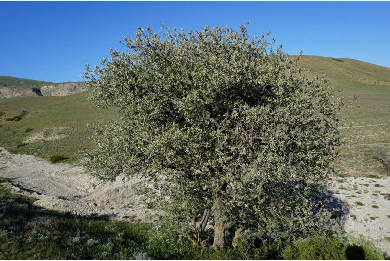 Pyrus salicifolia -8251