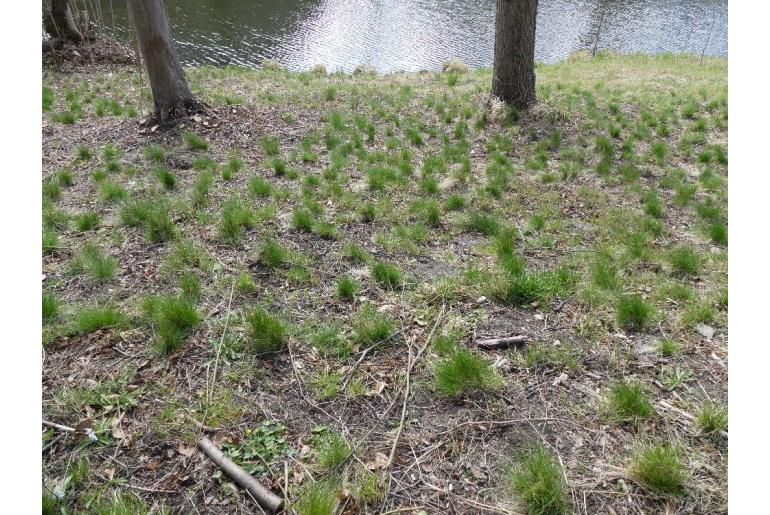 Festuca heterophylla -8258