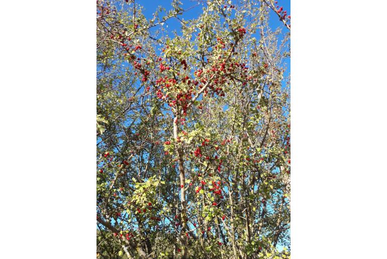 Crataegus heldreichii -8265