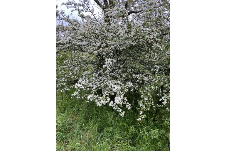 Crataegus macrosperma -8266