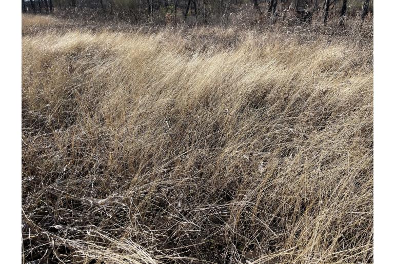 Bothriochloa ischaemum -8279