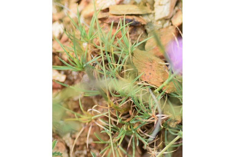 Dianthus pinifolius -8281