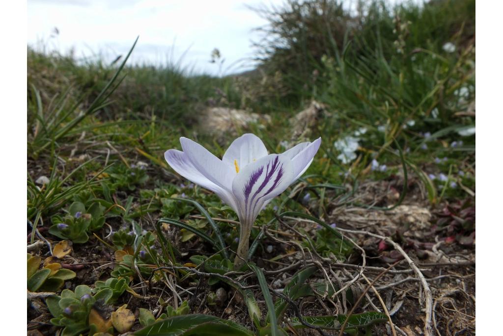 Corsicaanse krokus