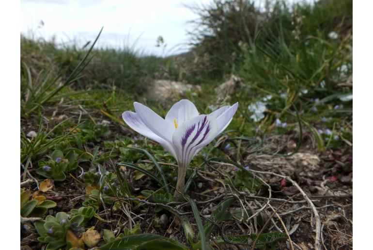 Crocus corsicus -8297