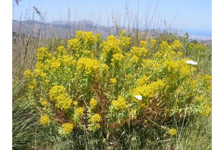 Euphorbia ceratocarpa -8299