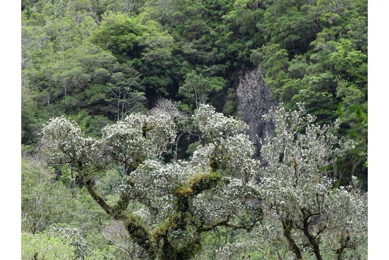 Eucryphia cordifolia -8305