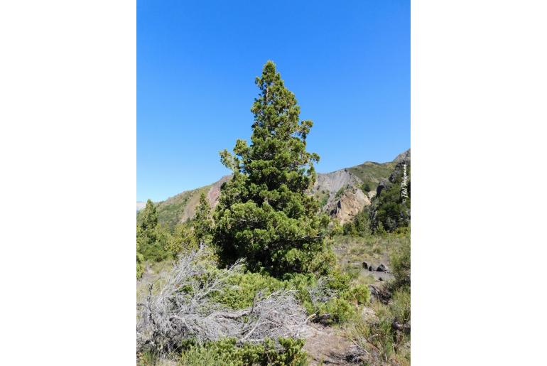 Austrocedrus chilensis -8309