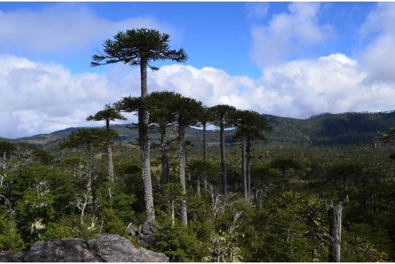 Araucaria araucana -8313