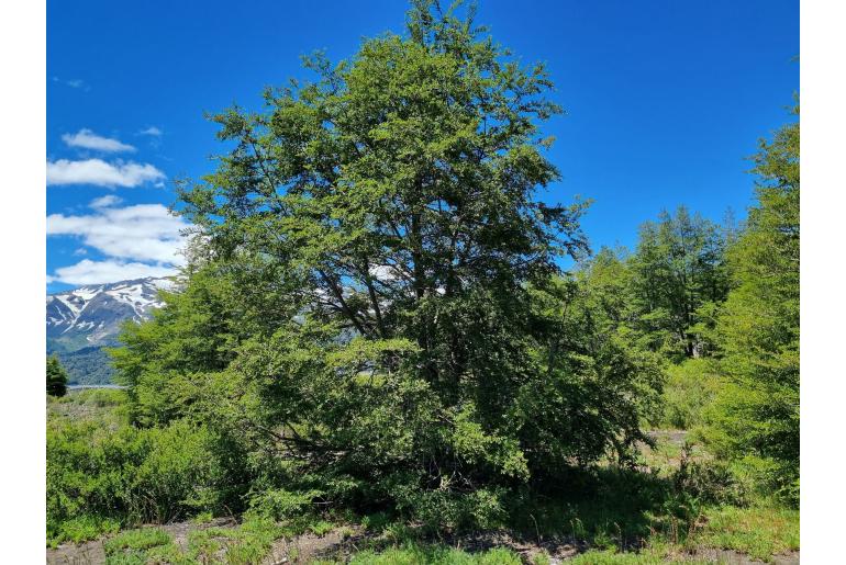 Nothofagus antarctica -8314