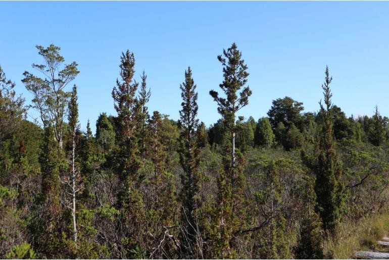 Pilgerodendron uviferum -8322