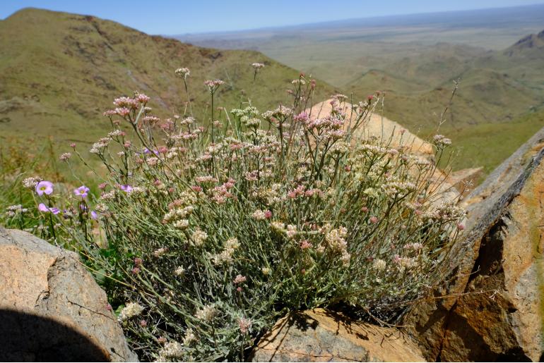 Helichrysum zeyheri -8329