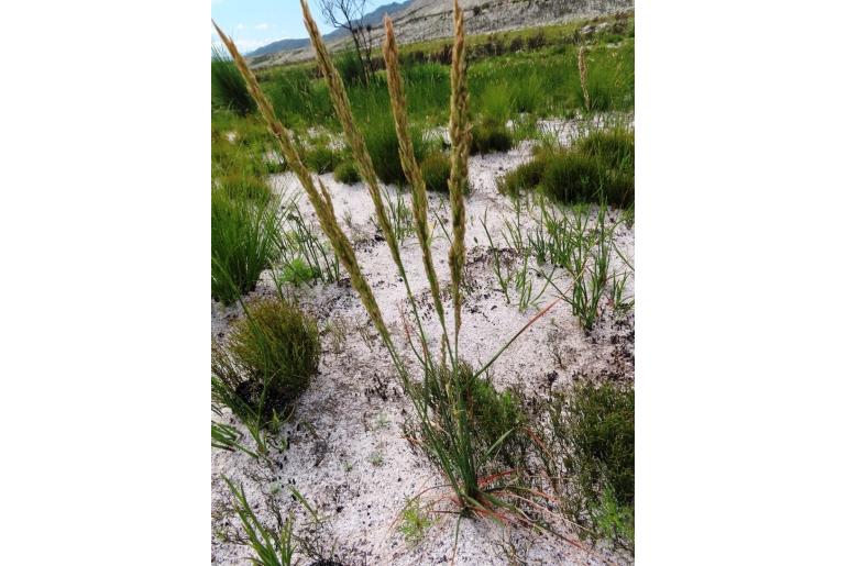 Festuca scabra -8337