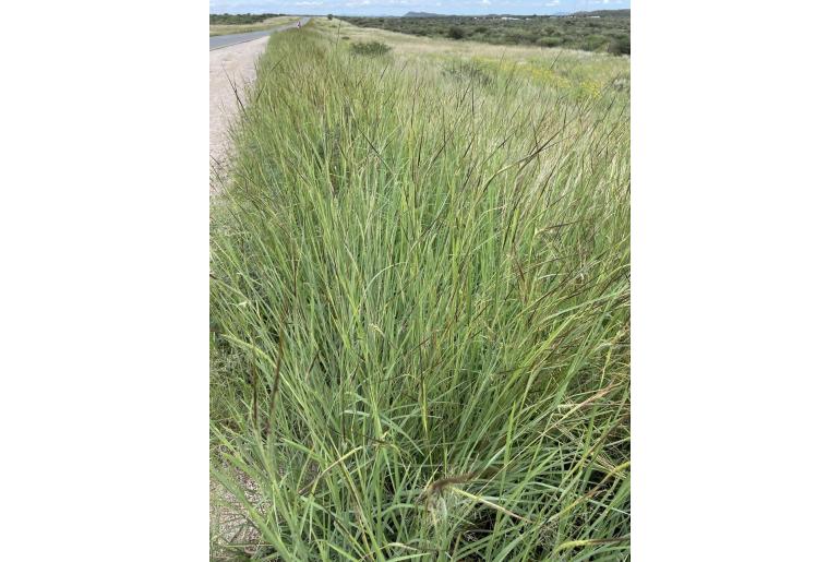 Heteropogon contortus -8345